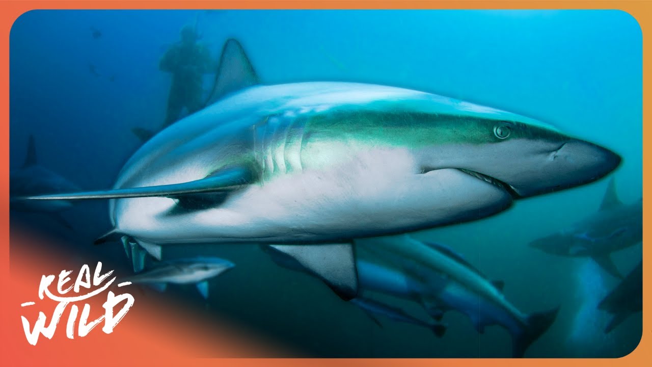 The Thrilling Search For Blacktip Reef Sharks And Untouched Underwater Caves