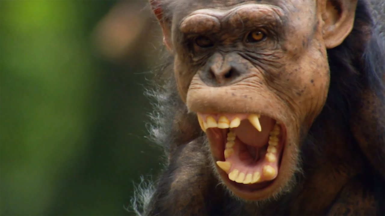 The Strange Politics Of The Animal Kingdom