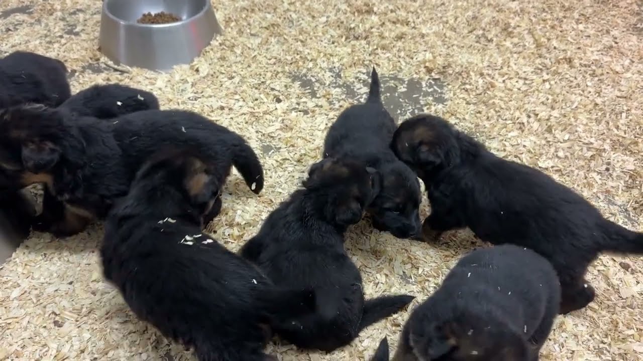Another God glorifying German Shepherd litter update video.