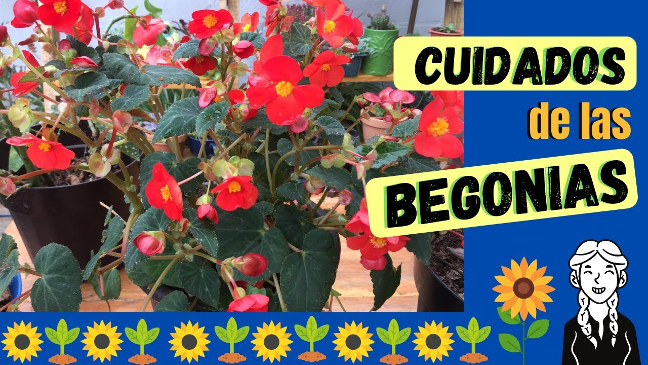 Cuidados de las Begonias