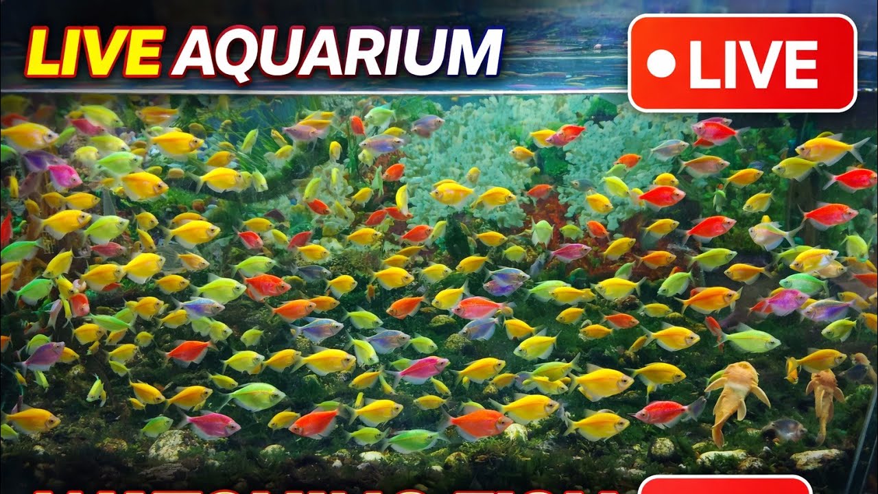 Live aquarium watching fish