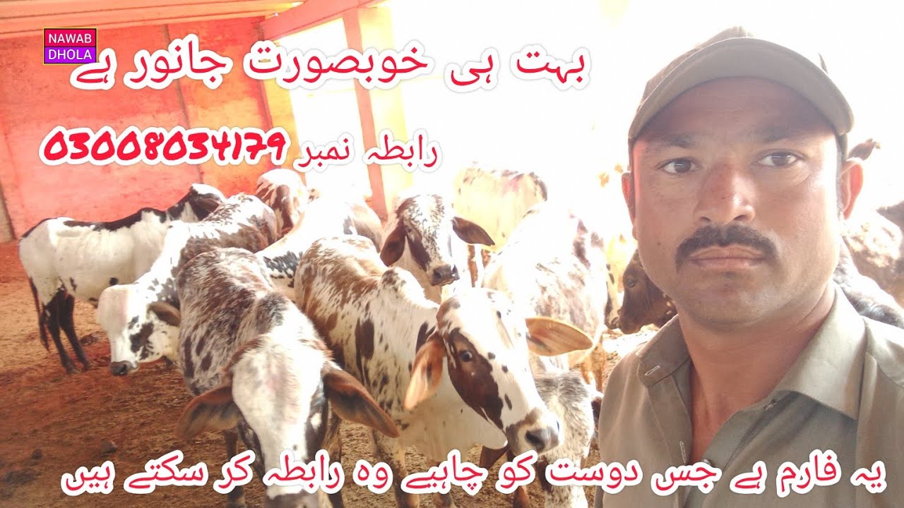 15 February 2024 ماشاءاللہ بہت ہی خوبصورت فارم ہے
