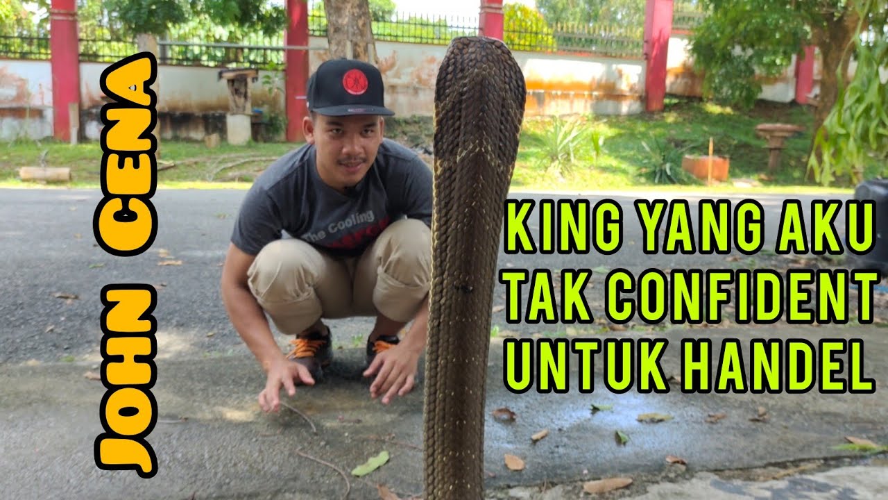 John Cena menggila Dan Agrasive Selepas Bersalin Kulit