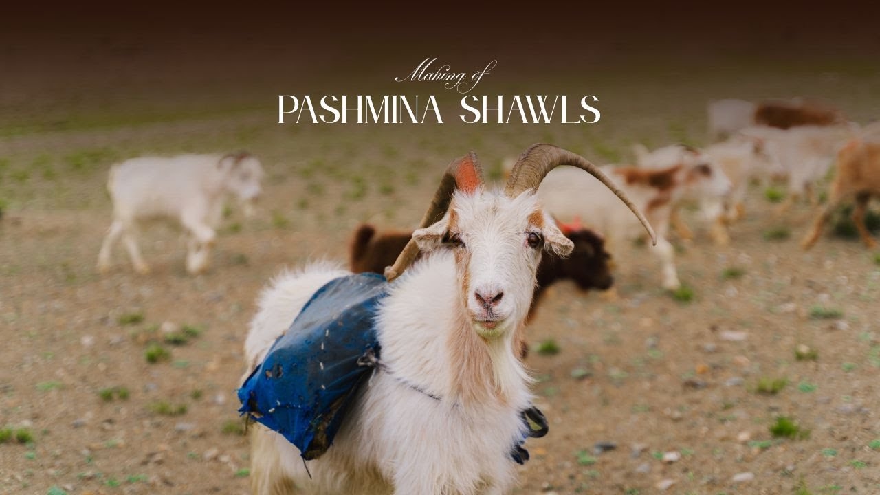 The Making of Pashmina Shawls - Documentary Film for Pashmsutra