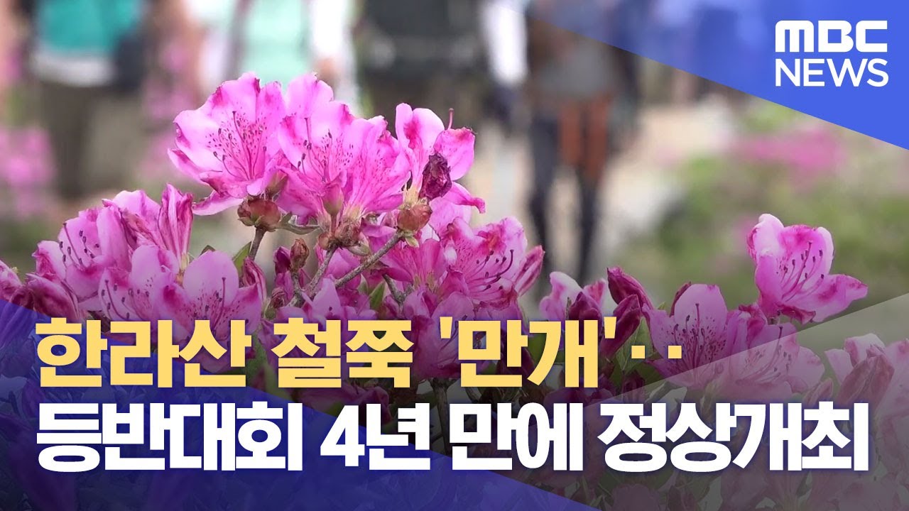 한라산 철쭉 '만개'‥등반대회 4년 만에 정상개최 (2023.06.04/뉴스데스크/제주MBC)