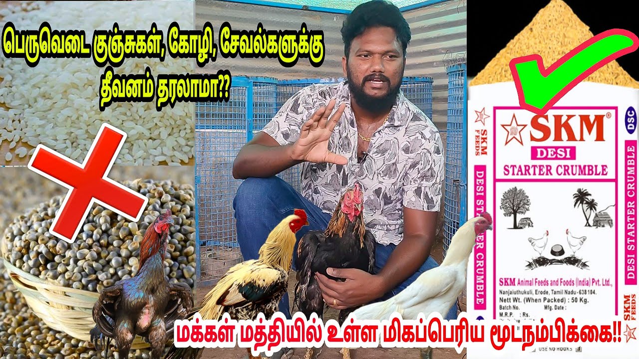 பெருவெடை கோழிகளுக்கு, சேவல் களுக்கு தீவனம் கொடுப்பது சிரியா? தவறா? company feed கொடுக்கலாமா?