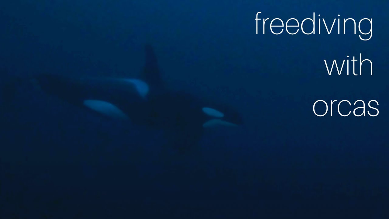 Diving with Orcas in Norway's Arctic Waters