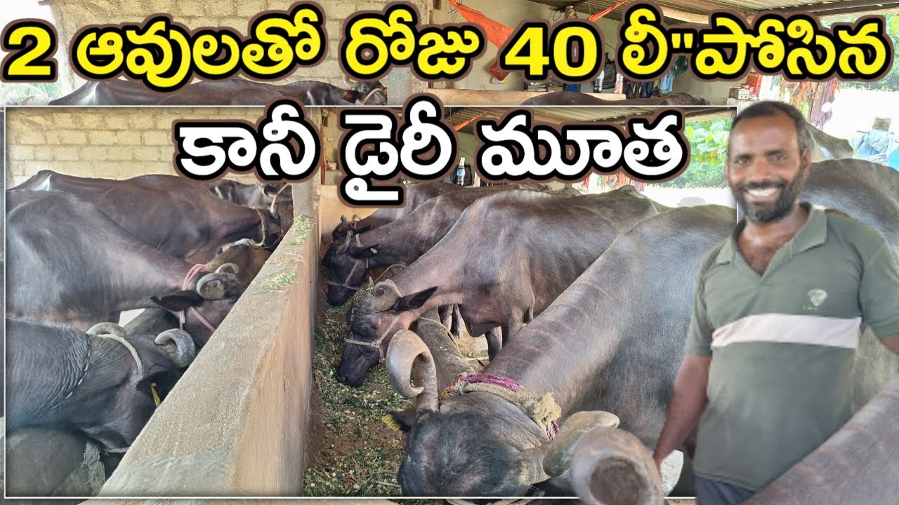 రేటు లేక నష్టం వచ్చింది GH dairy farm In telugu@MalleshAdla