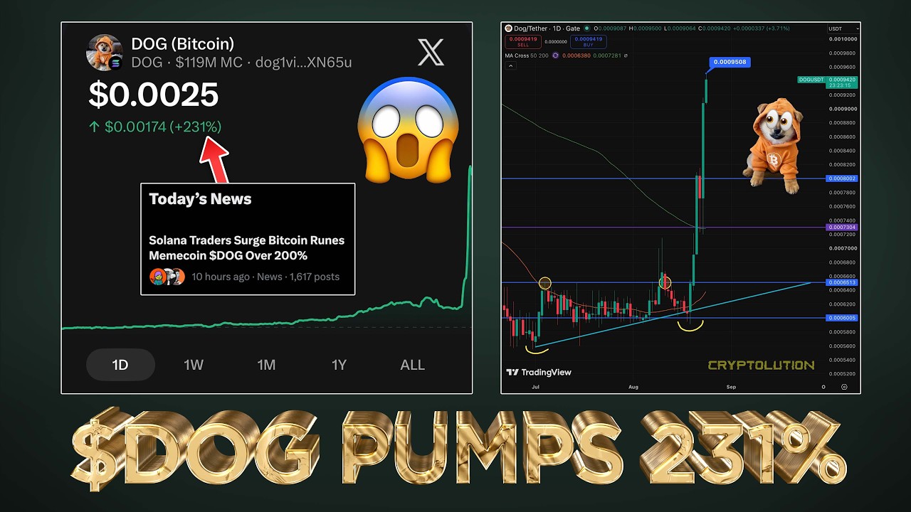 $DOG PUMPS 231% IN 24 HOURS 🚀 AND IT'S NOT OVER‼️