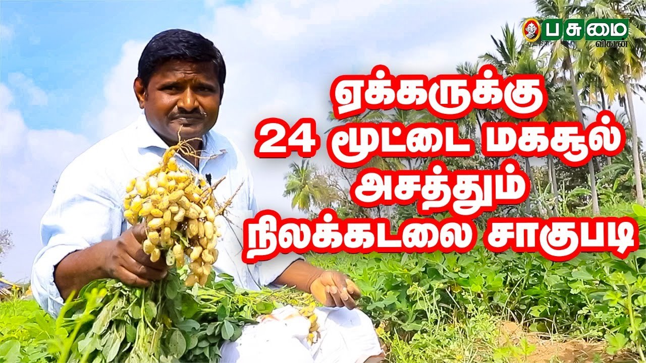 நல்ல வருமானம் தரும் நிலக்கடலை சாகுபடி!