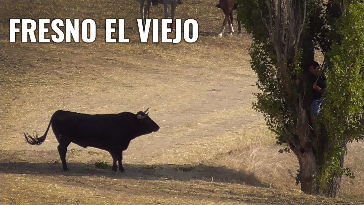 Toros Bravos Encierro Campero Fresno el Viejo 2019