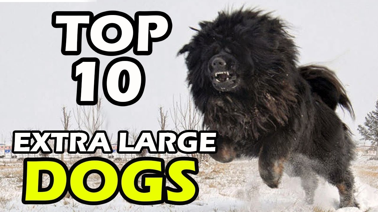 TOP 10 EXTRA LARGE DOG BREEDS