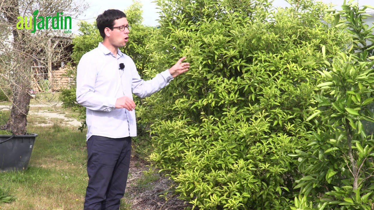 Le YUZU, un CITRON du JAPON - Conseils de culture et d'entretien