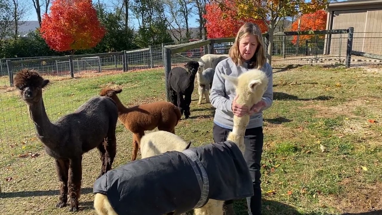 LAAFarming--Are Alpacas Friendly?