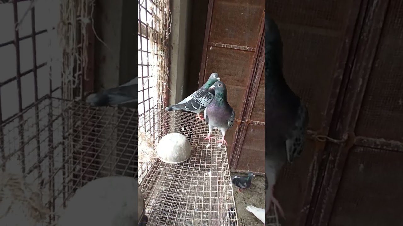 Racing Homer #buntypigeon #kolkatabloodline