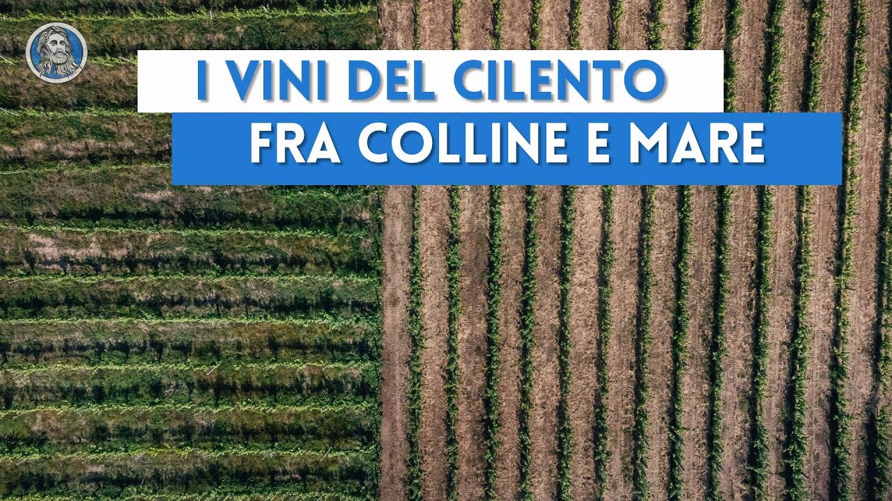 Il vino di Punta Tresino, fra la collina e il mare del Cilento