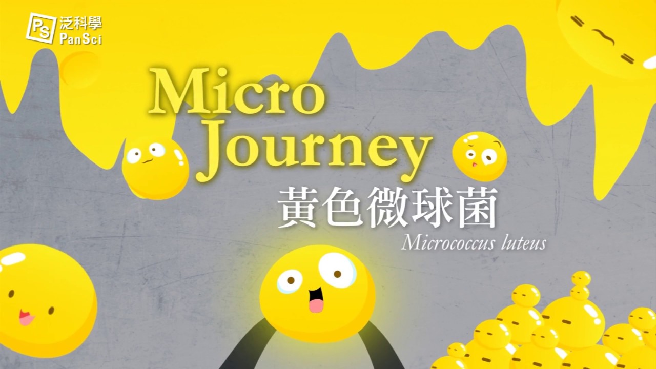手心上的小呆萌：黃色微球菌—— MicroJourney｜科學大爆炸2-EP.9