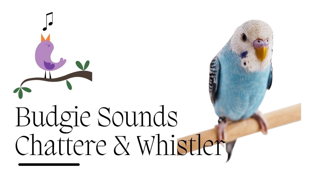 Happy budgie sounds - budgies singing, budgies chirping, budgie noises