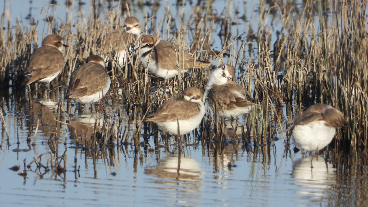 Sieweczka morska / Kentish Plover / Charadrius alexandrinus