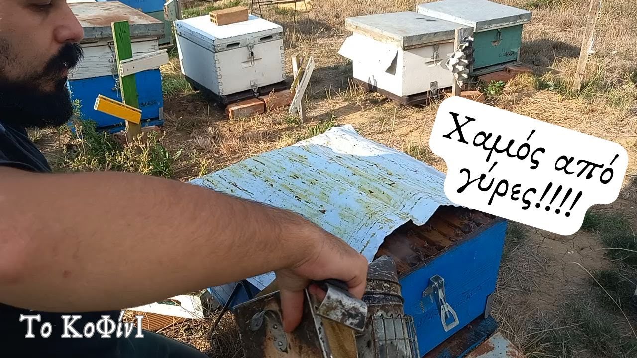 Φθινοπωρινή ανάπτυξη στη Μακεδονια 2024 | Μελισσοκομία 2024 | Το ΚοΦίνΙ