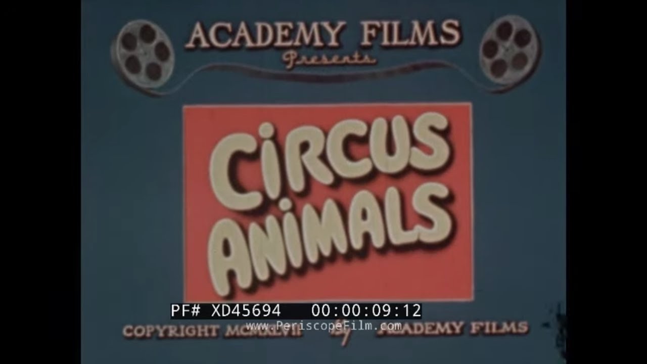 1947 CIRCUS ANIMALS FILM    GETTING ELEPHANTS & CAMELS READY FOR BIG TOP CIRCUS PARADE  XD45694