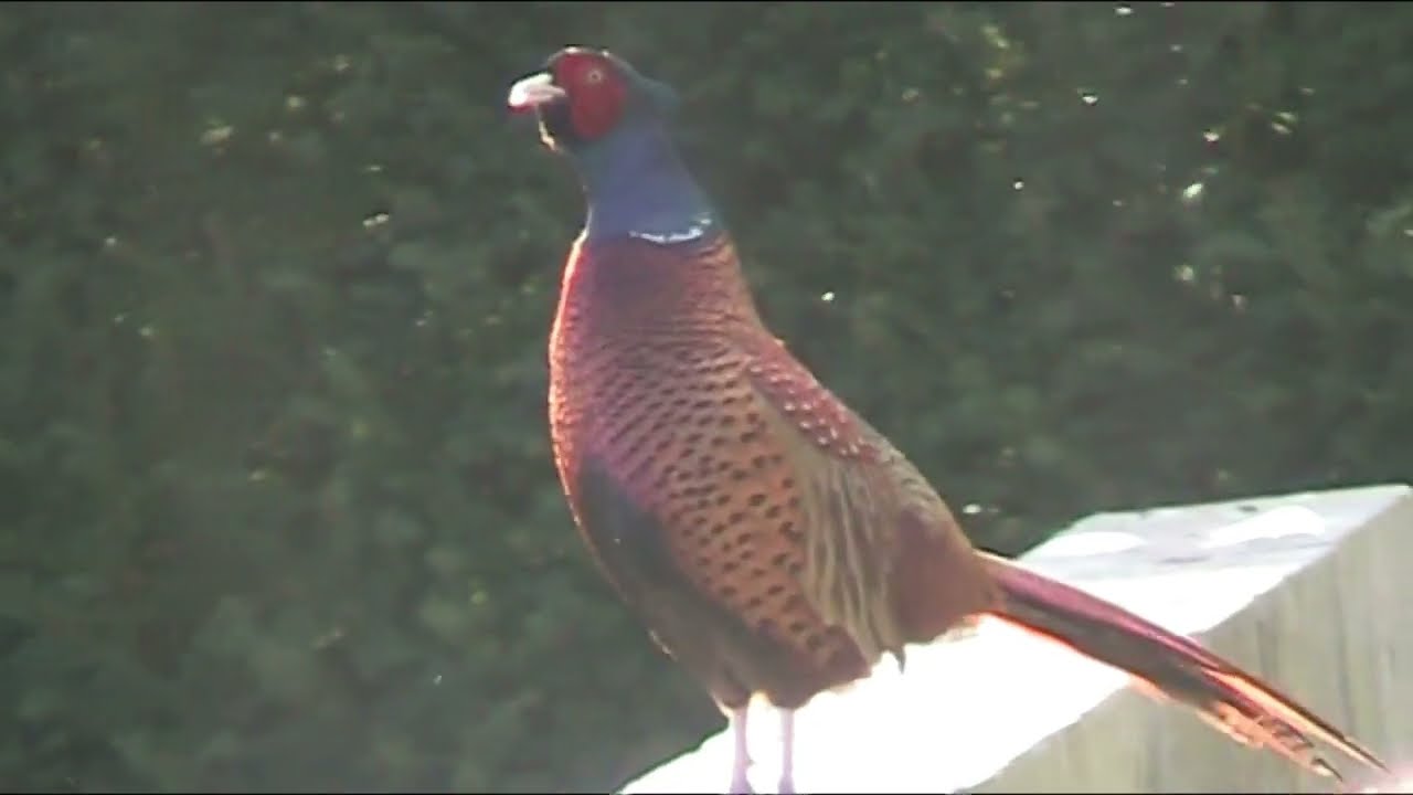 Pheasant Calling