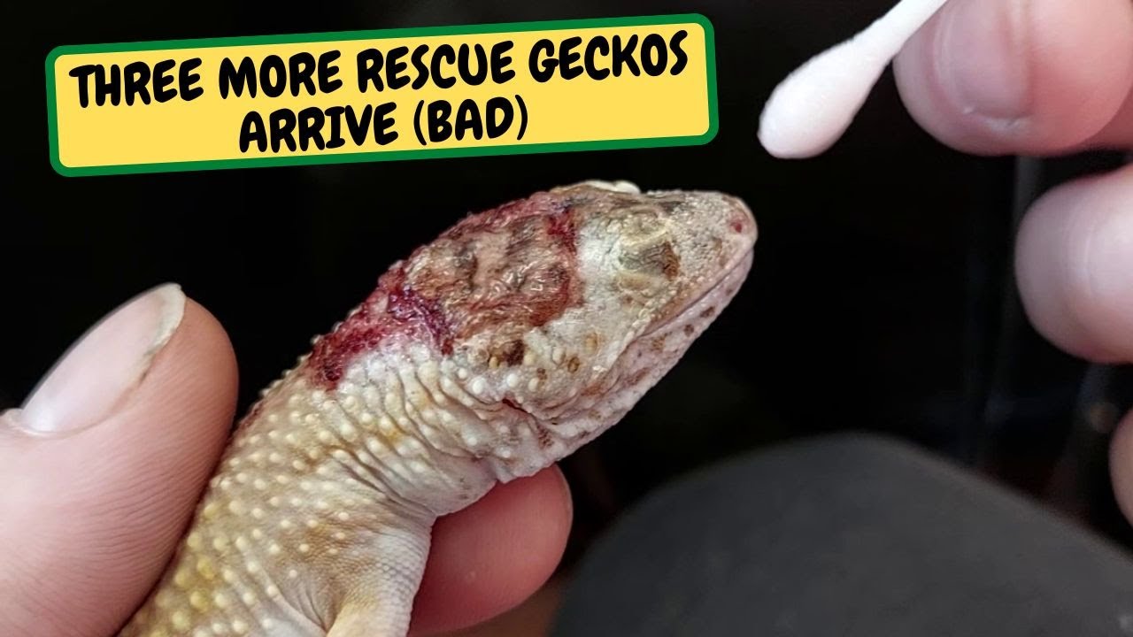 Прибыли ещё три спасательных геккона (ПЛОХО) Полное видео (Snake Island Exotics)