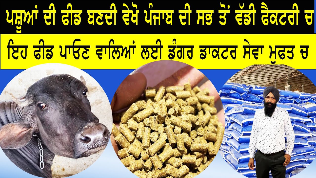 Cigma cattle feed ।। ਫੈਕਟਰੀ ਵਿੱਚ ਪਸ਼ੂਆਂ ਦੀ  ਫੀਡ ਬਣਦੀ ਵੇਖੋ