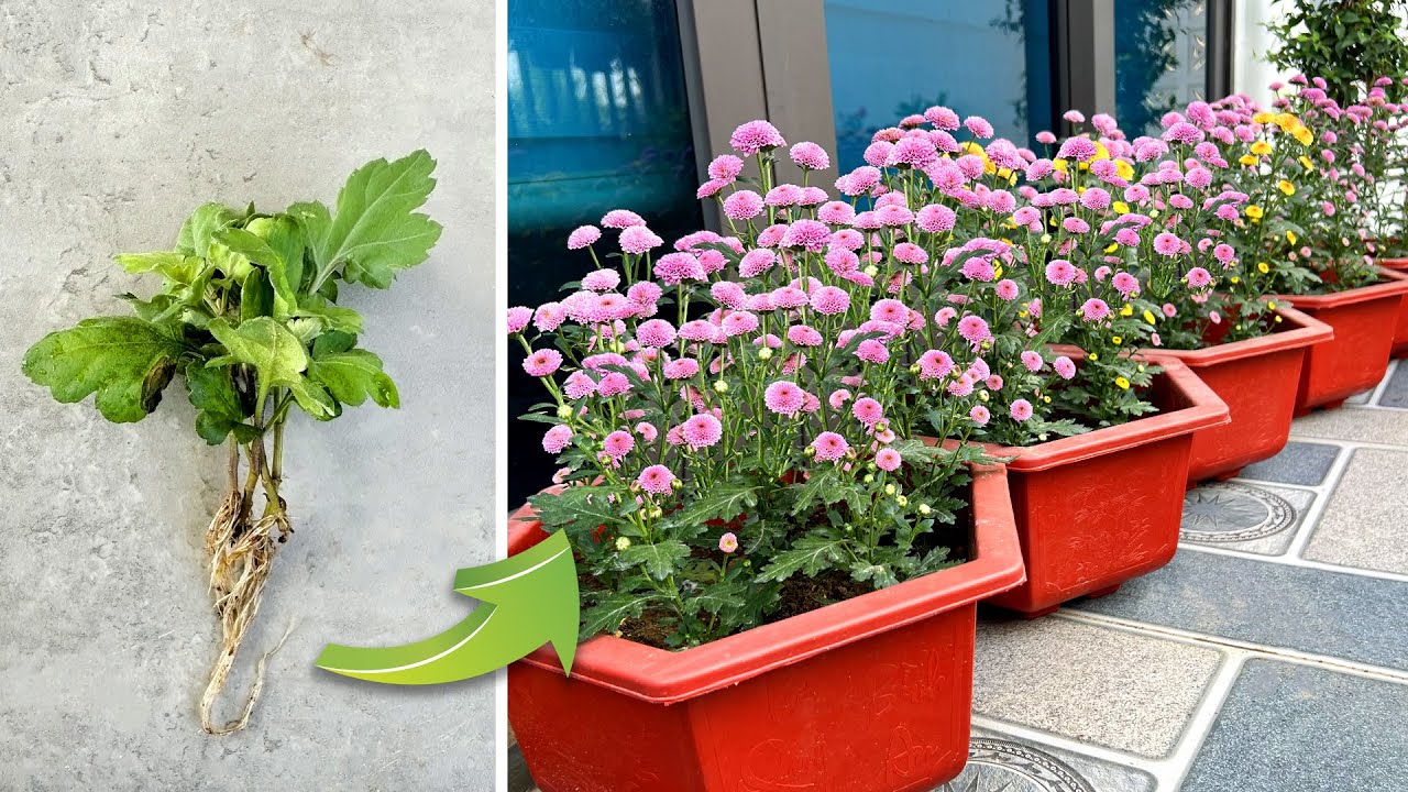 Grow Your Own Flowers to Beautify Your Garden Space and Simple Ways to Recycle