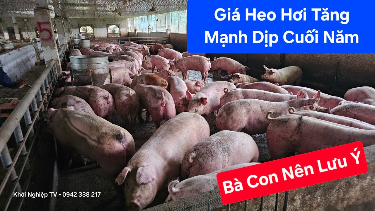 Giá Heo Hơi Tăng Mạnh Vào Dịp Cuối Năm | Khởi Nghiệp TV