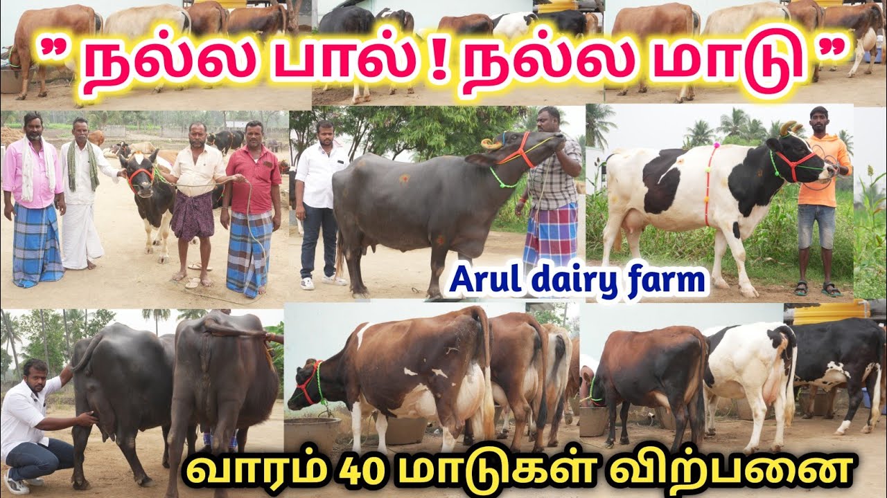 குறைந்த விலையில் தரமான HF&ஜெர்சிமாடு விற்பனைக்கு | மாடுகள் விற்பனைக்கு | மாட்டு பண்ணைக்கு ஏற்ற மாடு