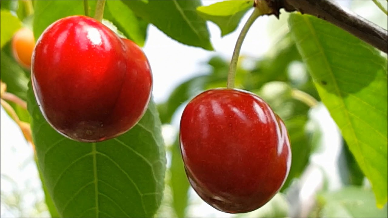 CIRES soi VAN Cirese coapte  Livada Bio VALEXi TV e36