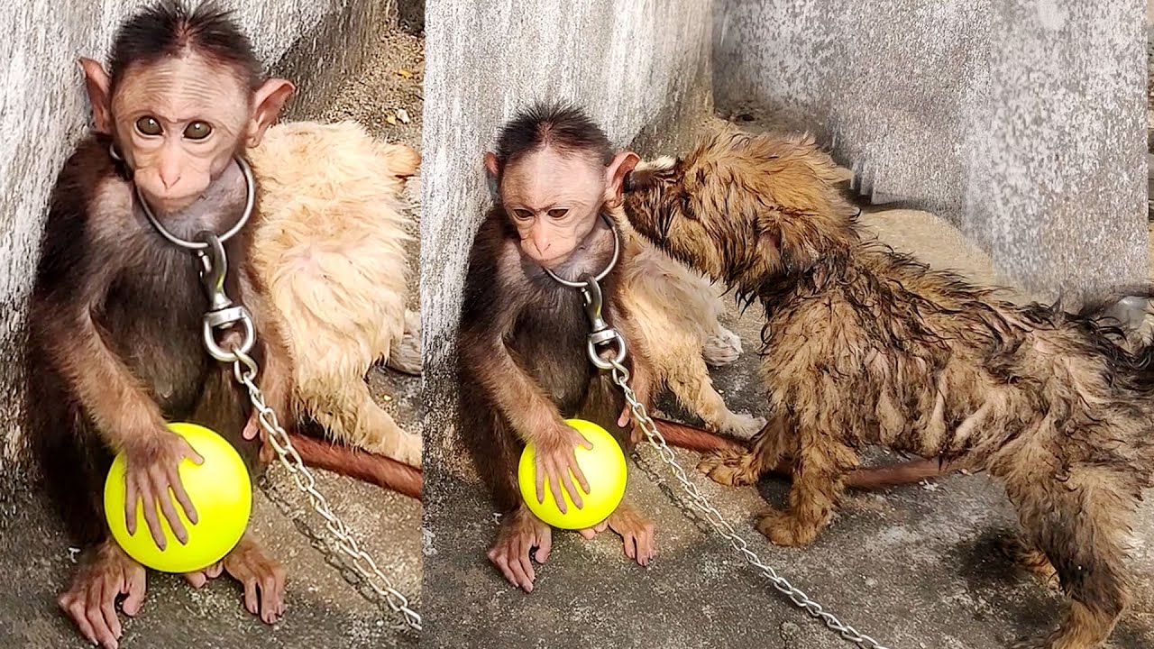 My Baby Monkey After Bathing Fun With Dogs - Monkey Vs Dogs