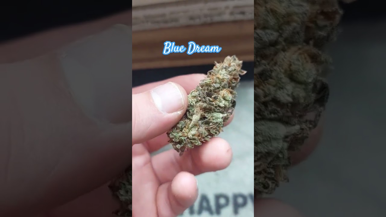 Barneys farm Blue Dream #grow #indoor #smoke #cannabiseducation