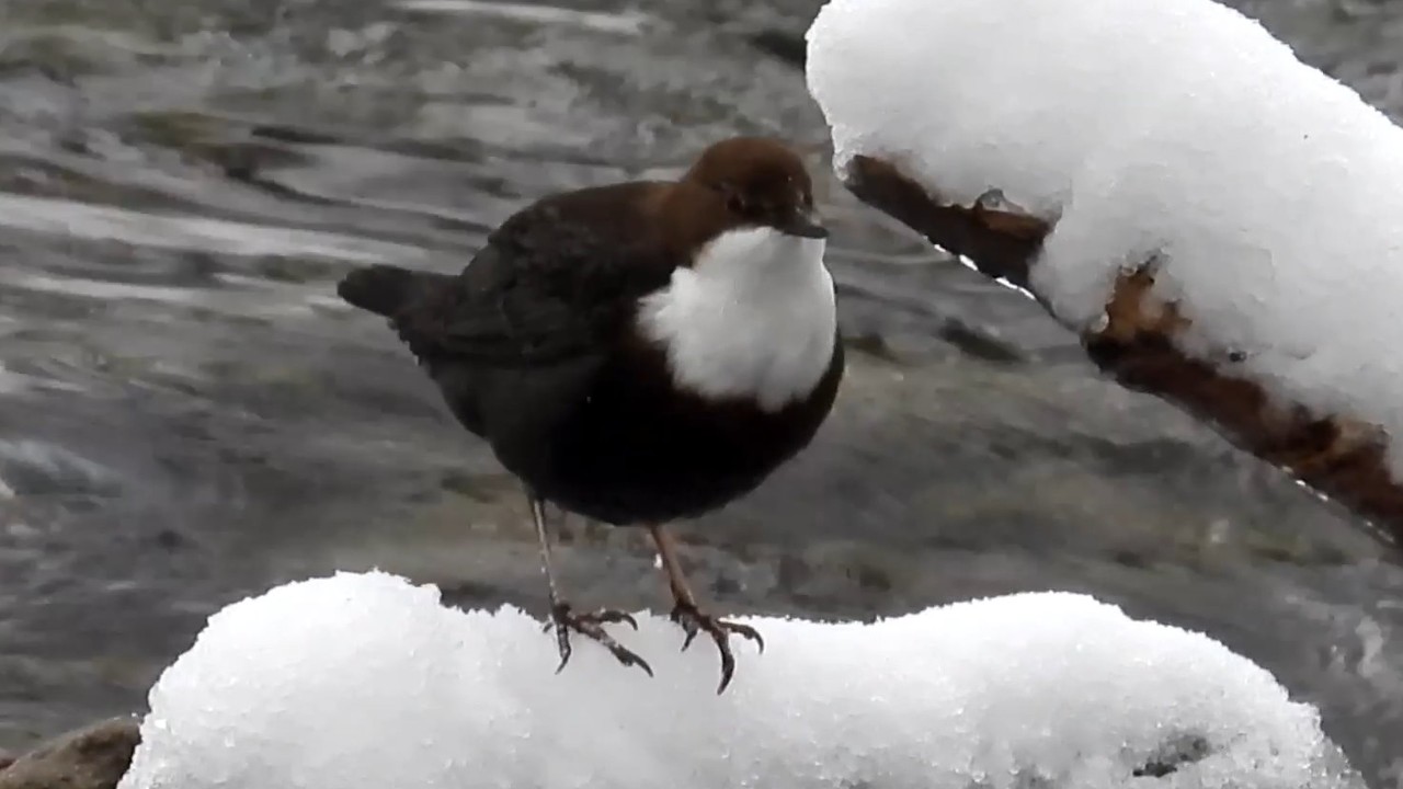 Skorec vodní, White-throated dipper, Wasseramsel, Mirlo acuático, Pluszcz zwyczajny