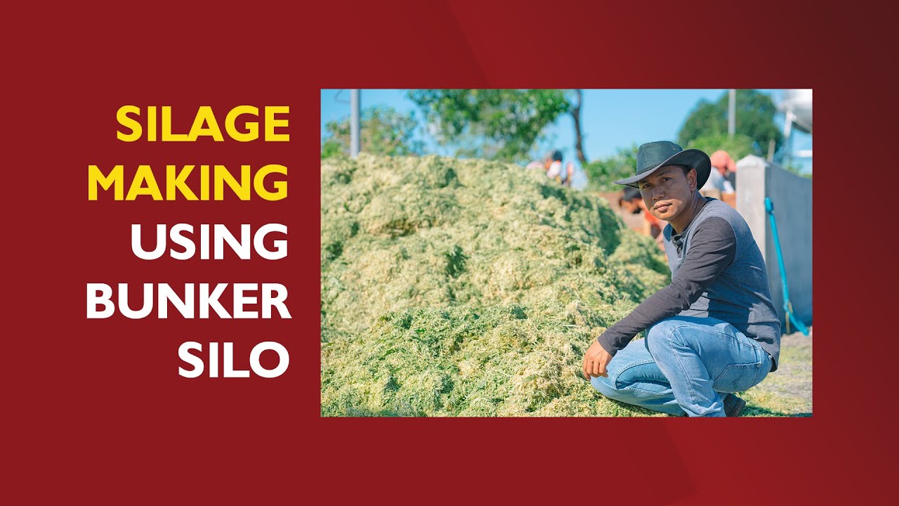 SILAGE MAKING USING BUNKER SILO (with ENGLISH SUBTITLE)