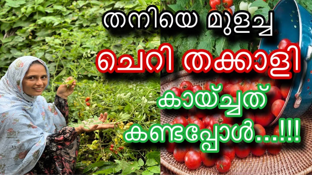 ചെറി തക്കാളി തനിയെ മുളച്ചത് കായ്ച്ചപ്പോൾ | Cherry Tomato Farming Tips | How to Grow Cherry Tomatoes