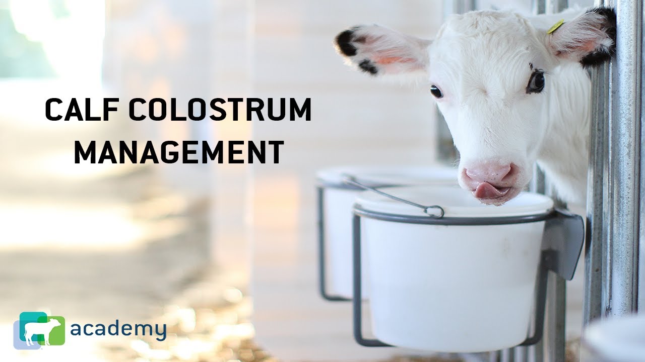 Newborn Calf Colostrum Management