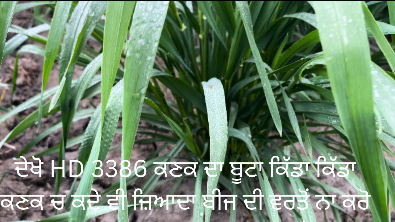 ਕਣਕ