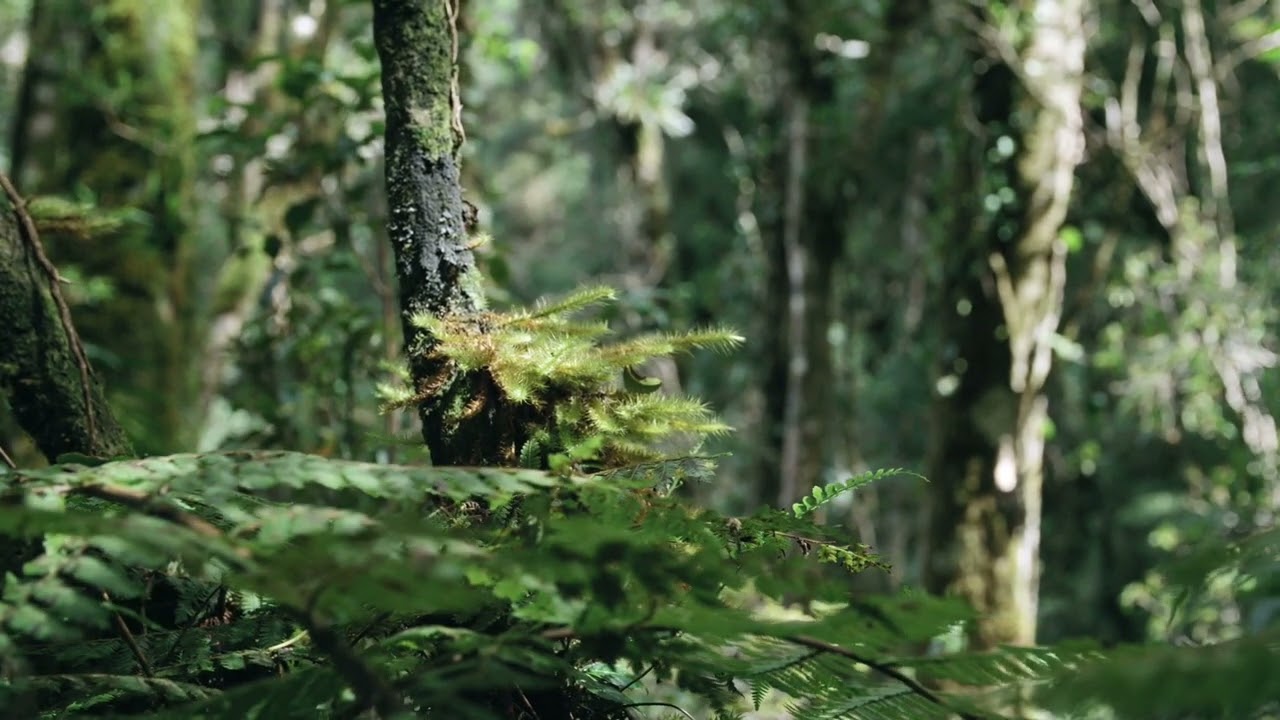 Forests