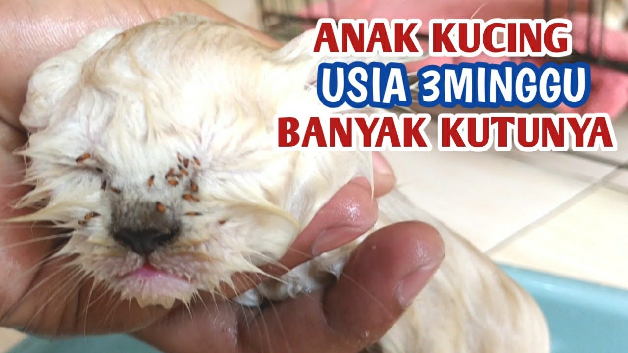 TERNYATA SAMPO KUCING MICONAZOLE BISA BUAT KUTU DAN JAMUR||ini buktinya...!!!!