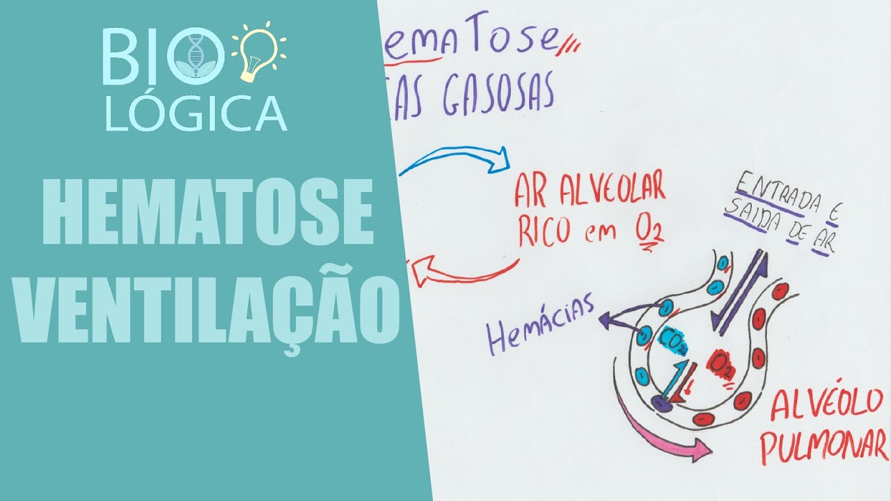 BIO LÓGICA! HEMATOSE E VENTILAÇÃO PULMONAR