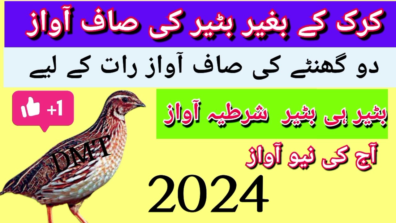 دو گھنٹے کی صاف اواز //کرک کے بغیر بٹیر کی اواز //بٹیر کی اواز اشپیشل رات کے لیے