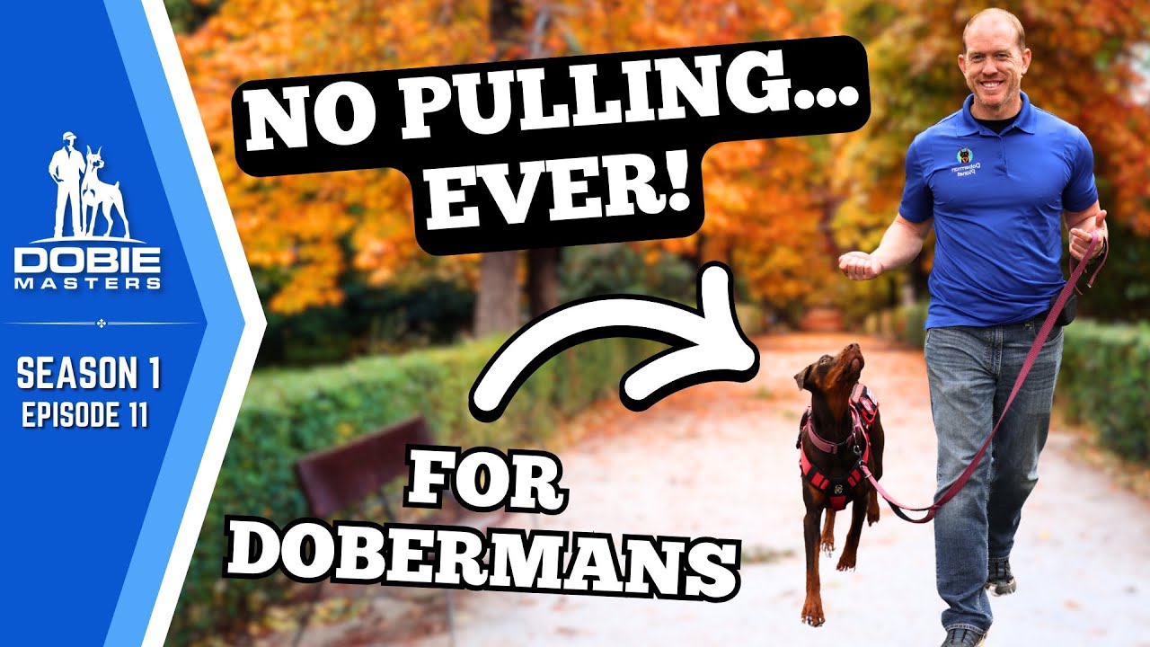 Training a Doberman to Walk on a Loose Leash | Dobie Masters (S1E11)