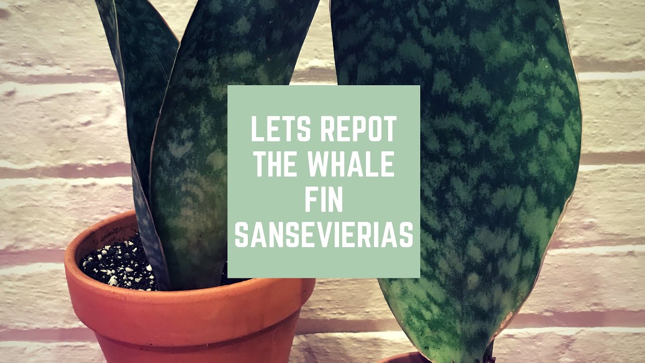 Lets Repot the Whale Fin Sansevierias (Sansevieria Masoniana)