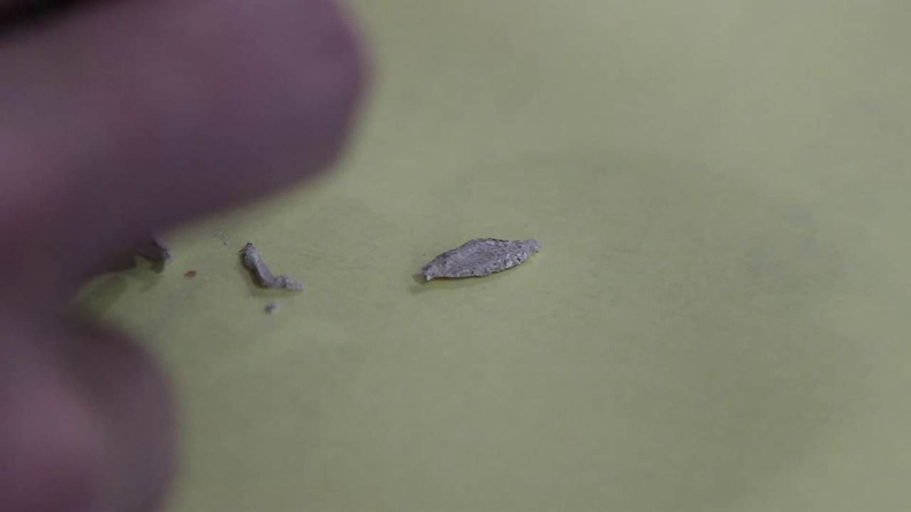 dissecting the household casebearer moth larvae