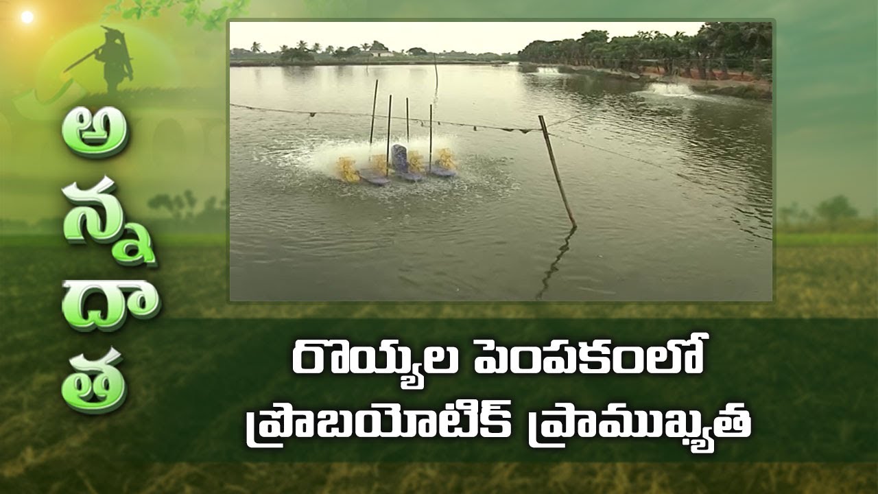 Probiotics in Venamei Ponds
