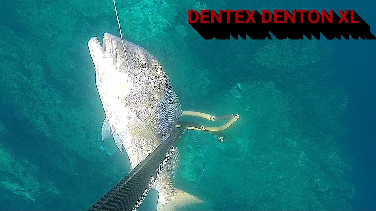 Pesca submarina 2020 Spearfishing denton dentex XL