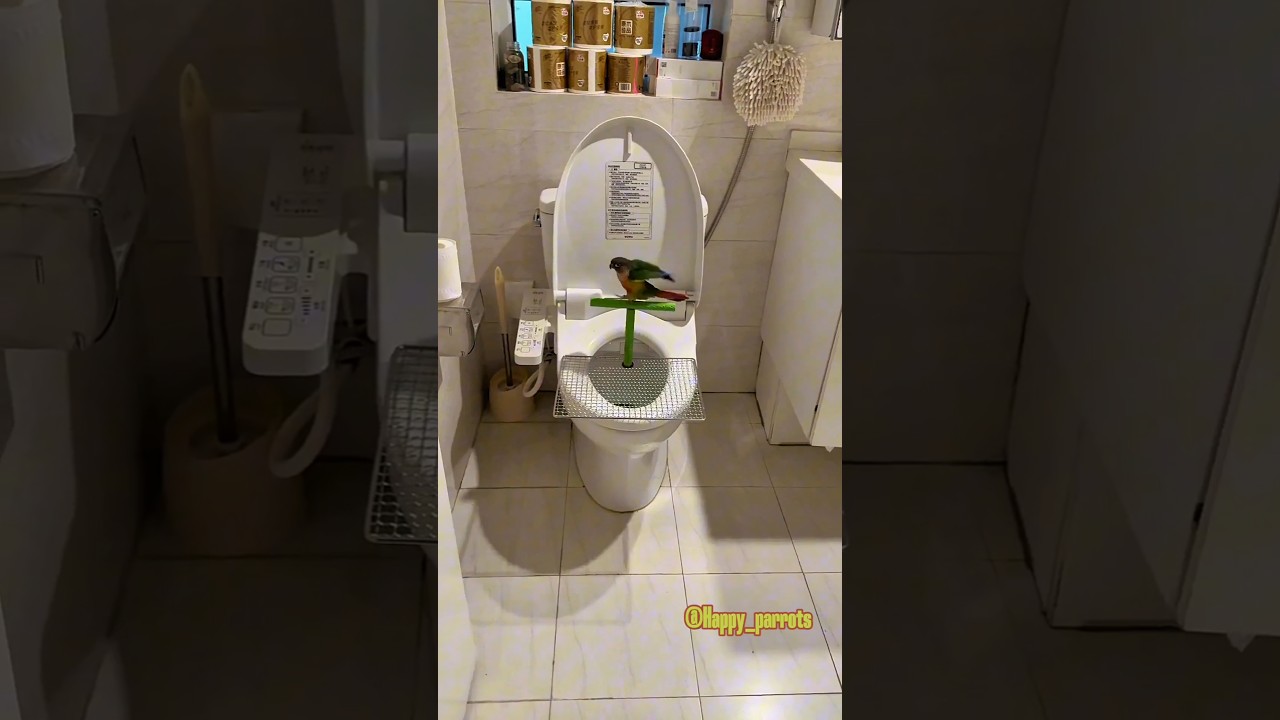 This parrot knows to go poop and wash its face in the morning. #parrots #birds #pets #animals