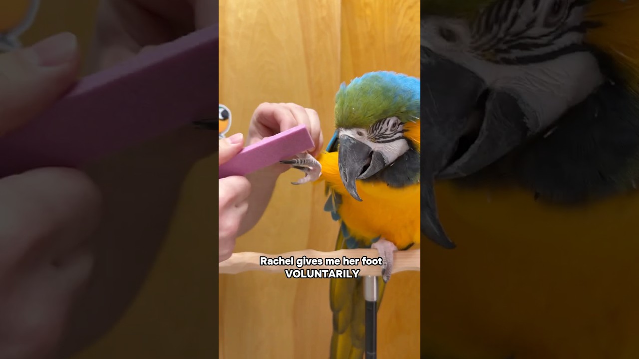 Macaw Manicure - Rachel Gets a Nail and Beak Trim